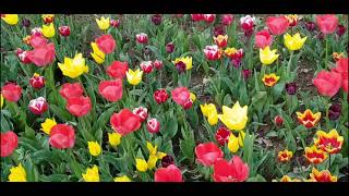 Emirgan Korusunda Lâle Bahçelerini Geziyoruz