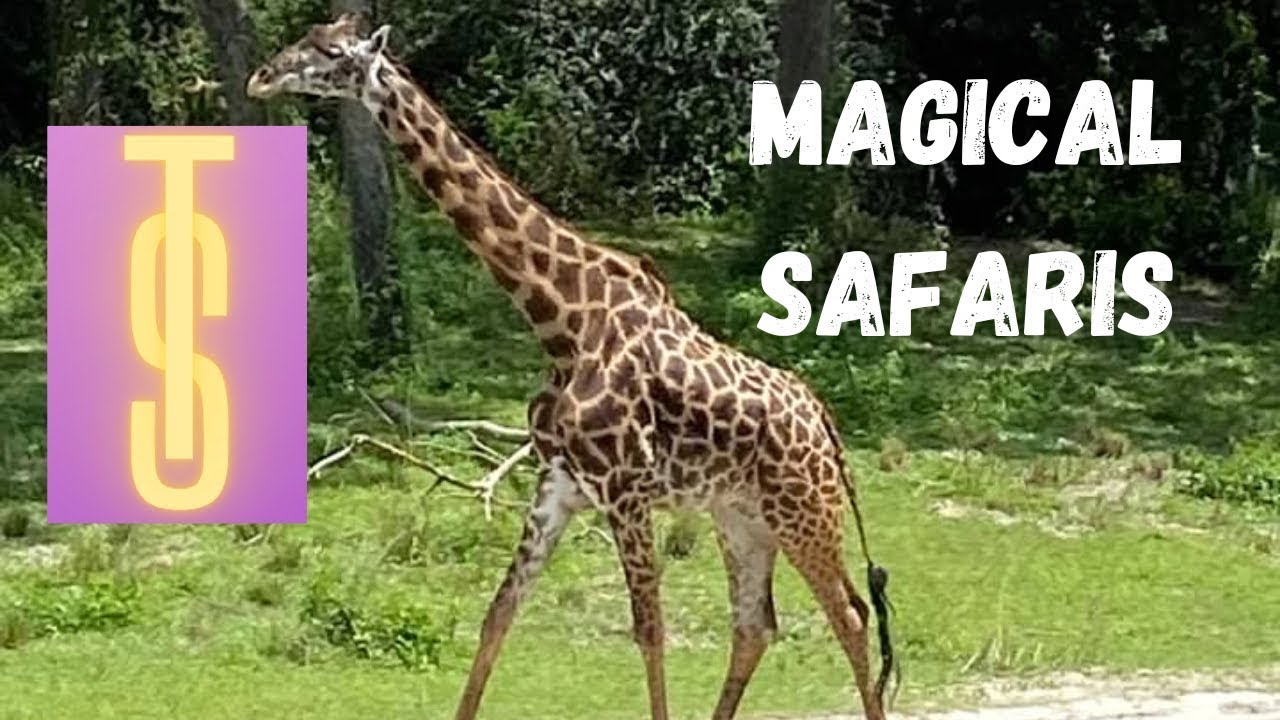 Magically Inspired: Journey Through Kilimanjaro Safaris!