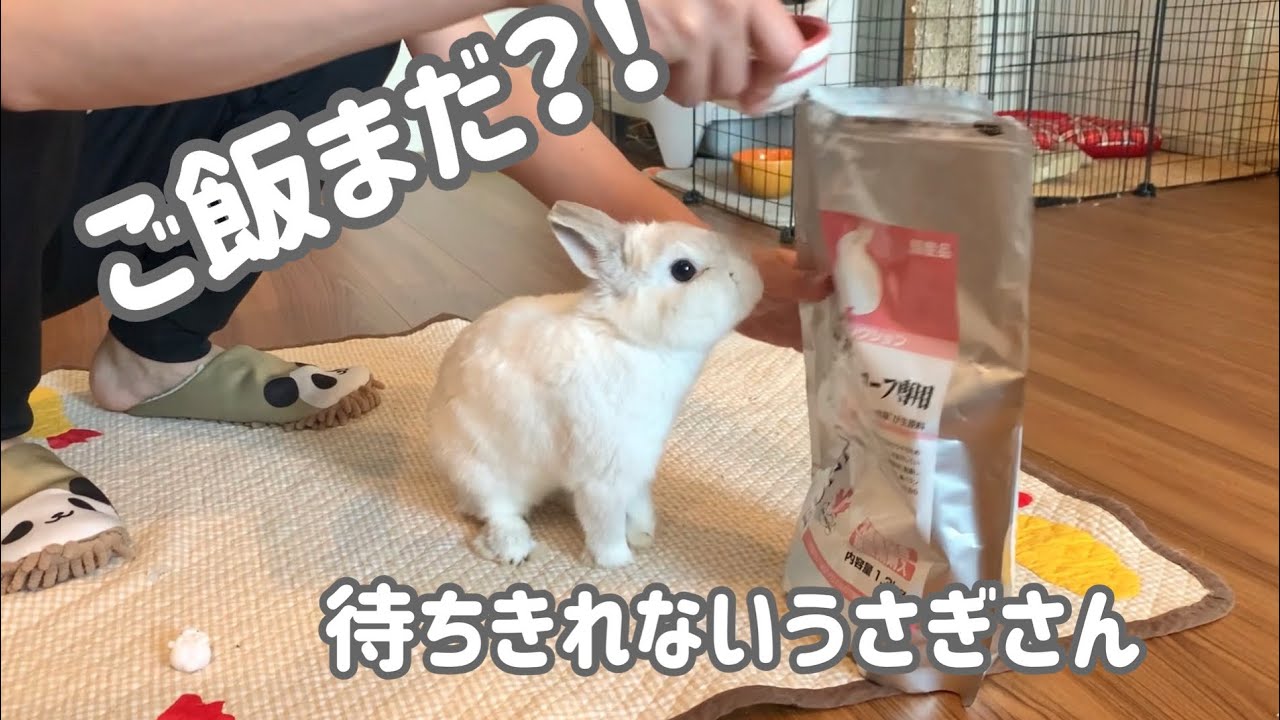 ご飯が待ち遠しすぎて突進してくるうさぎさん。A rabbit rushes after