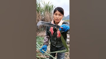 Great Tools For Sugarcane Farmers #satisfying #shot