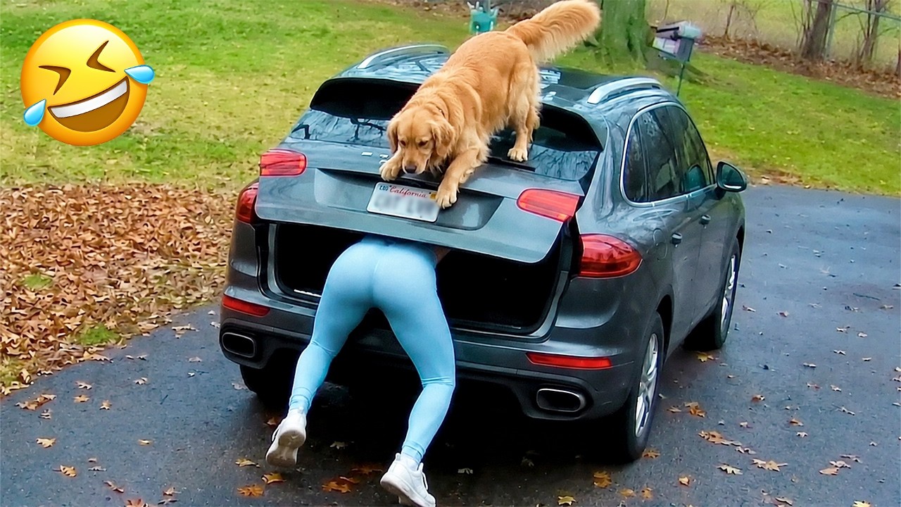 Funniest Animal Videos 2026 😂 When Animals Are at Their Funniest