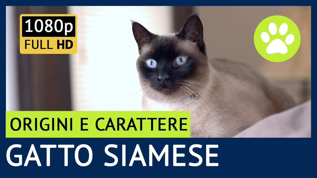 Gatto Siamese Carattere, Origini e Consigli 😺