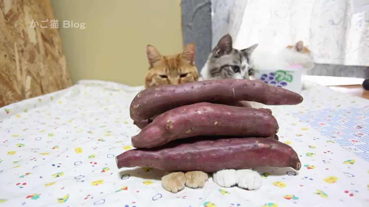 のせ猫 X さつまいも Sweet Potato Youtube