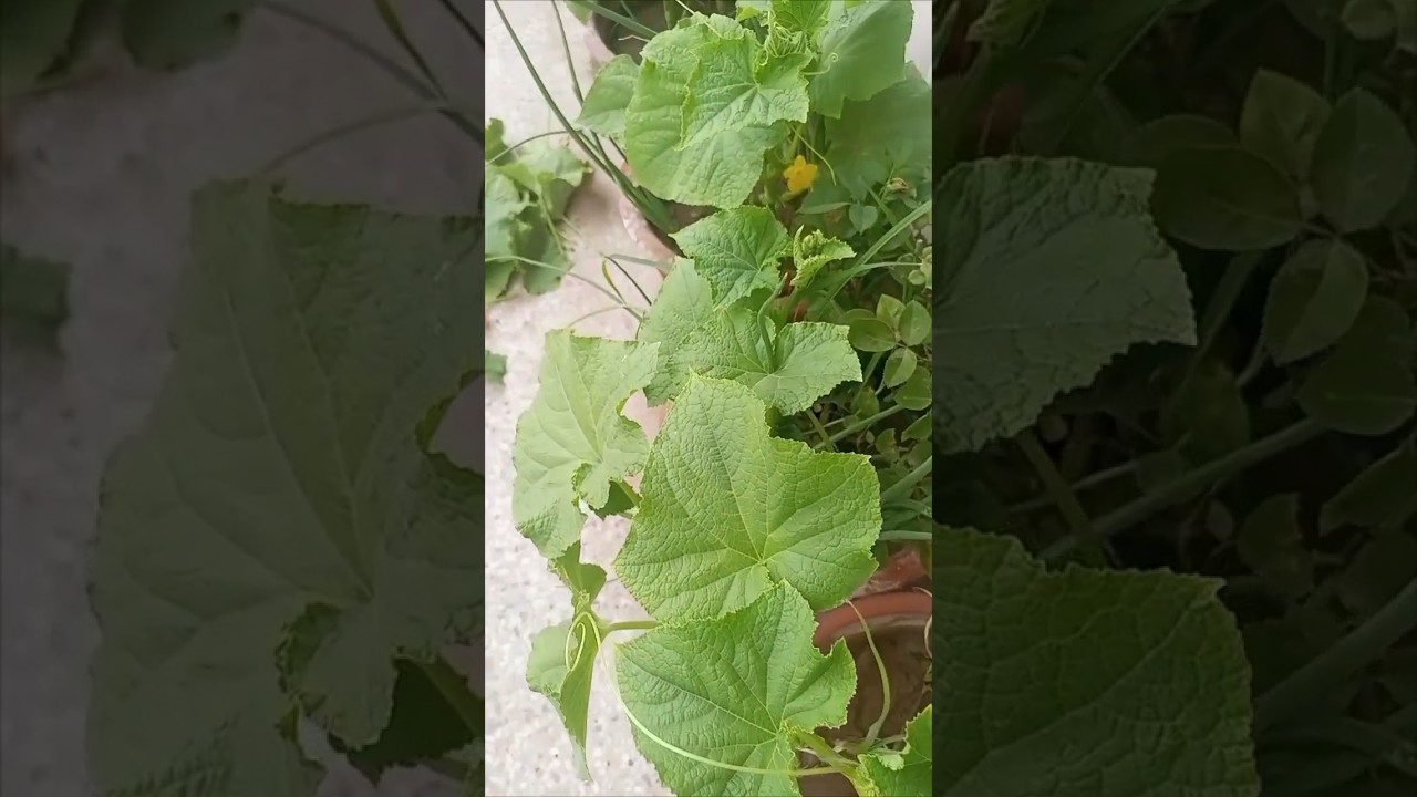 hawa or roshni b zruri hy👍🌱😎