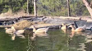 Buff ducks