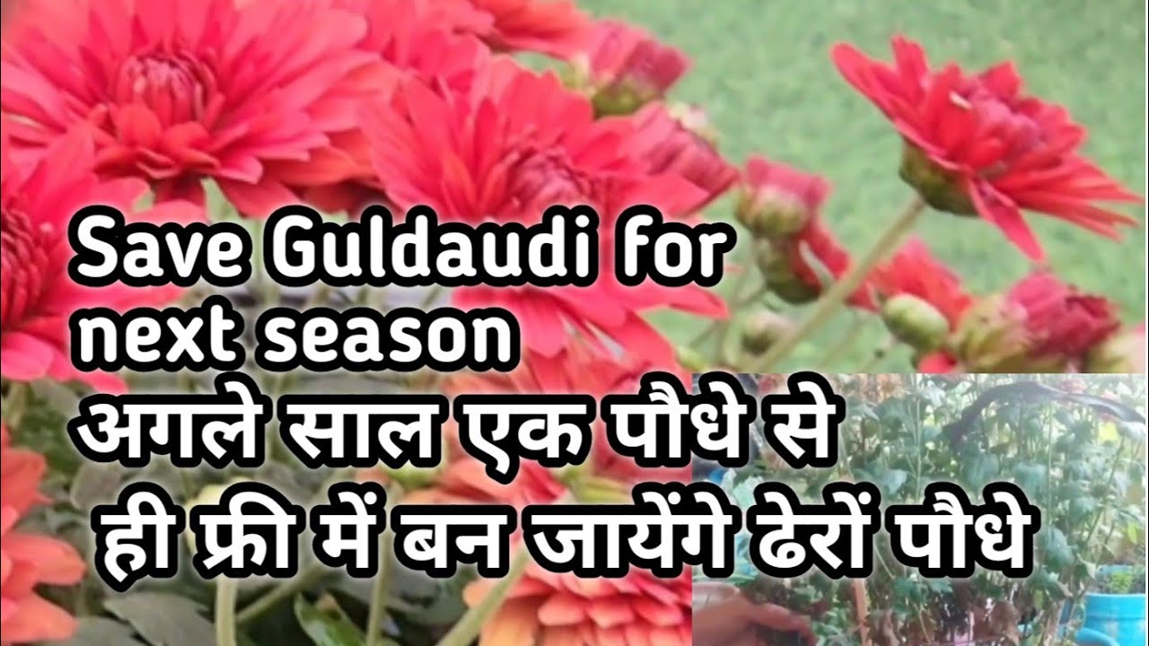 गुलदाउदी को अगली साल तक ऐसे बचायें औय एक पौधे से बन जायेंगे अनेक पौधे Save Guldaudi for next season 