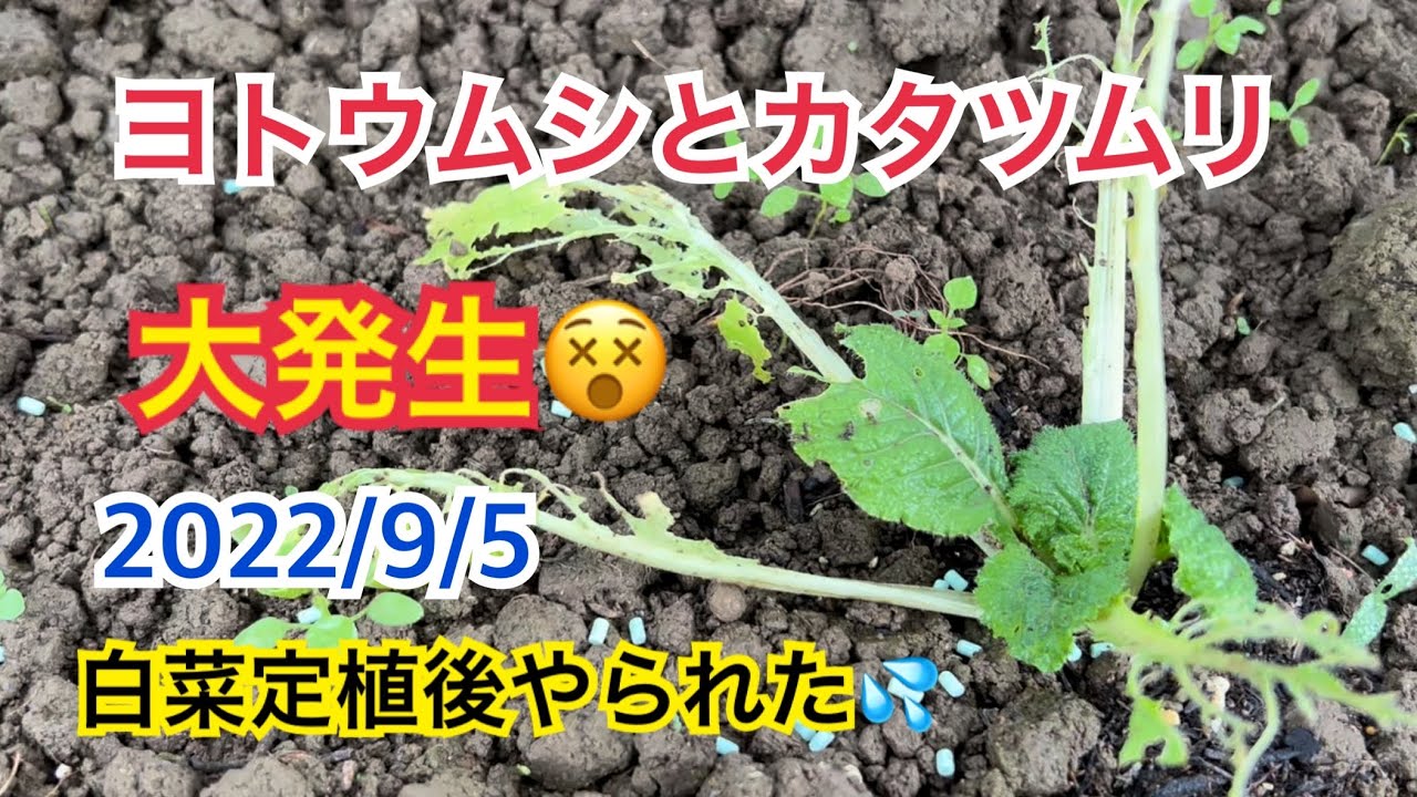 カタツムリ 白菜