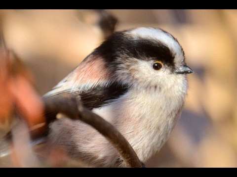 可愛い野鳥 癒しの映像 エナガの鳴き声 エナガ メジロ ジョウビタキ シロハラ Youtube