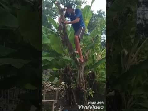Video Anh là vo địch 2016 mới nhất - youtube