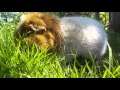 Our Lady enjoys fresh grass during Spring