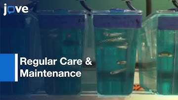 Regular Care & Maintenance-Zebrafish (Danio rerio) Laboratory: Introduction l Protocol Preview