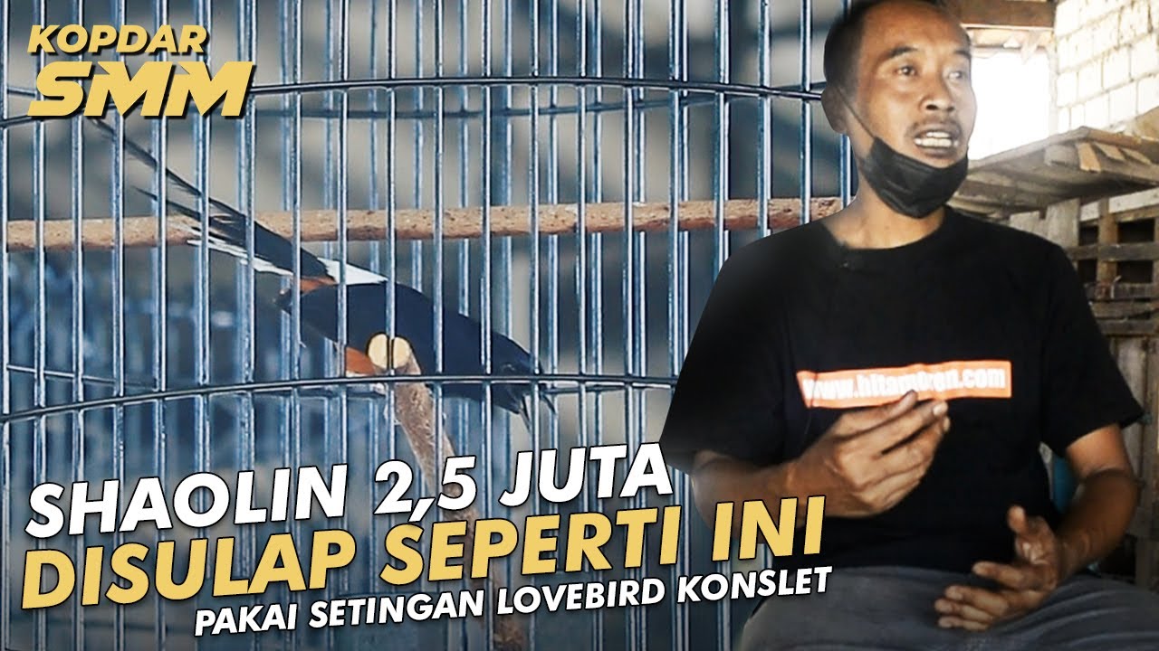 Setingan Murai Batu Shaolin Paling Nyeleneh diseting Mirip Lovebird Konslet | Hitam Orange SF