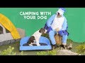 Camping With Your Dog | Chewy