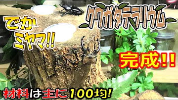 クワガタテラリウム日常作り方 Mp3
