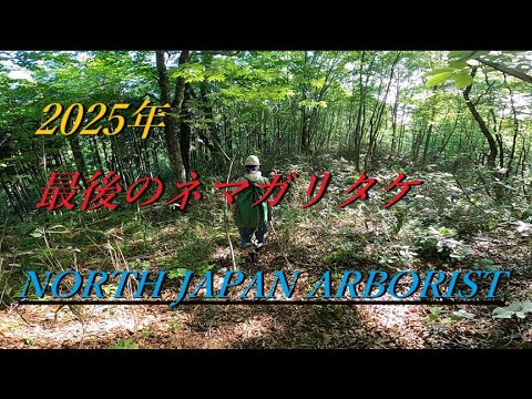 2025 ネマガリタケ2 - YouTube