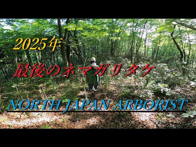 2025 ネマガリタケ2 - YouTube