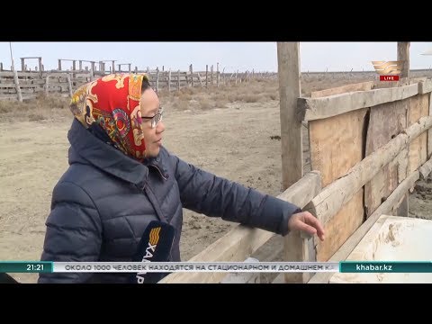 Разведением лошадей занимается бизнес-леди в Атырауской области