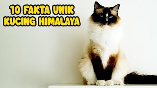 10 FAKTA UNIK KUCING HIMALAYA