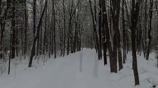 Snow Day in the Woods