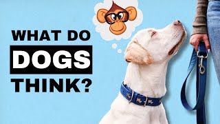 What Do Dogs Think of Humans?