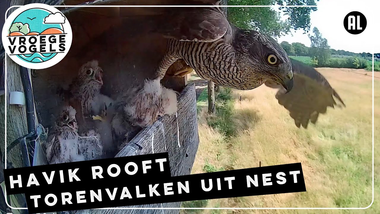 Havik rooft drie jonge torenvalken uit nestkast | Zelf Geschoten | Vroege Vogels