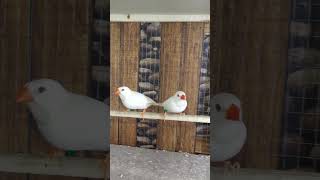 Albino Hex pair #fownjavabird #lovebirds #parrot #birdslover