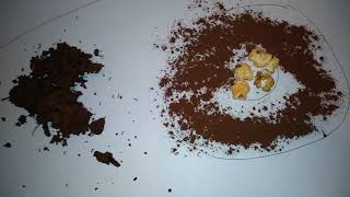 Cinnamon ant repellent