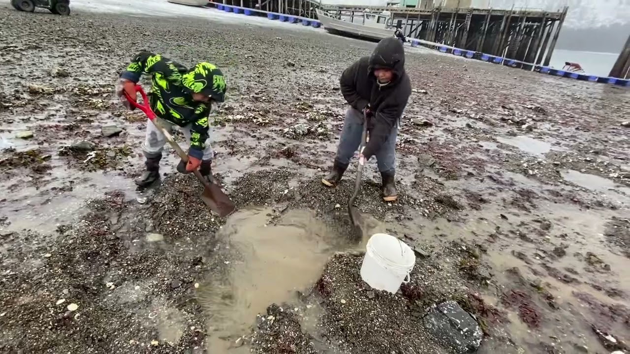 Minus tide Port Graham Alaska