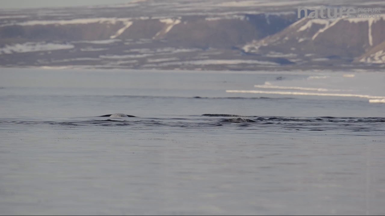 footage of chernobyl Narwhal at the sea surface. Baffin Island, Nunavut, Canada, June.