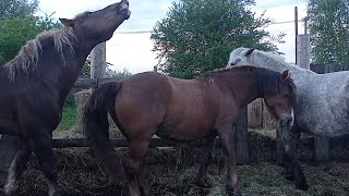 Ириску вовремя выпустили к жеребцу