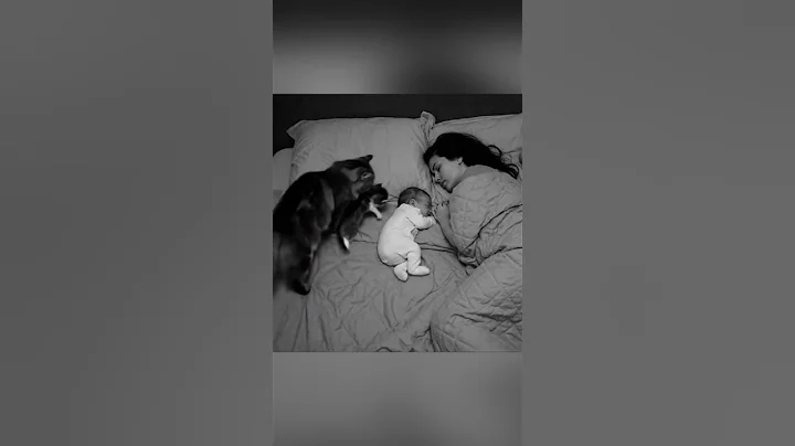 Loyal Cat Brings Her Kitten to Sleep Beside the Baby — Pure Love ❤️ #cat
