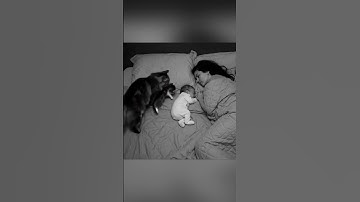 Loyal Cat Brings Her Kitten to Sleep Beside the Baby — Pure Love ❤️ #cat