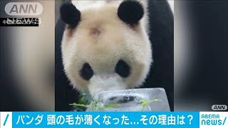 パンダの頭の毛が薄くなったワケは・・・中国で議論白熱(2020年9月9日)