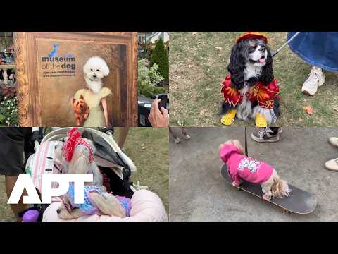 WATCH: Dogs in Costumes Parade Through New York's Bryant Park at Fourth 'Paws on Parade' Event | APT