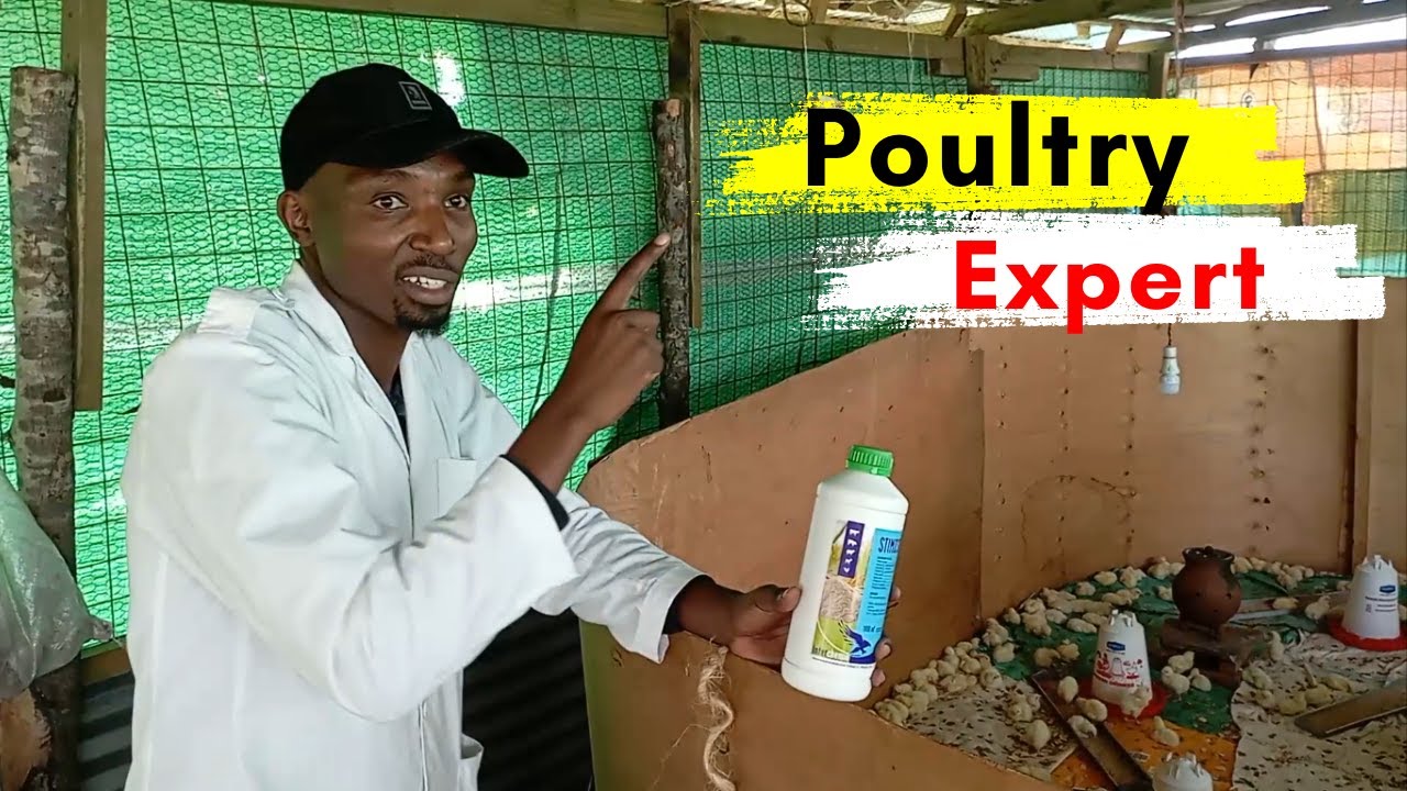 How to Succeed in Poultry Farming | Expert Advise - YouTube