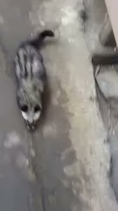 Musang pintar bonding