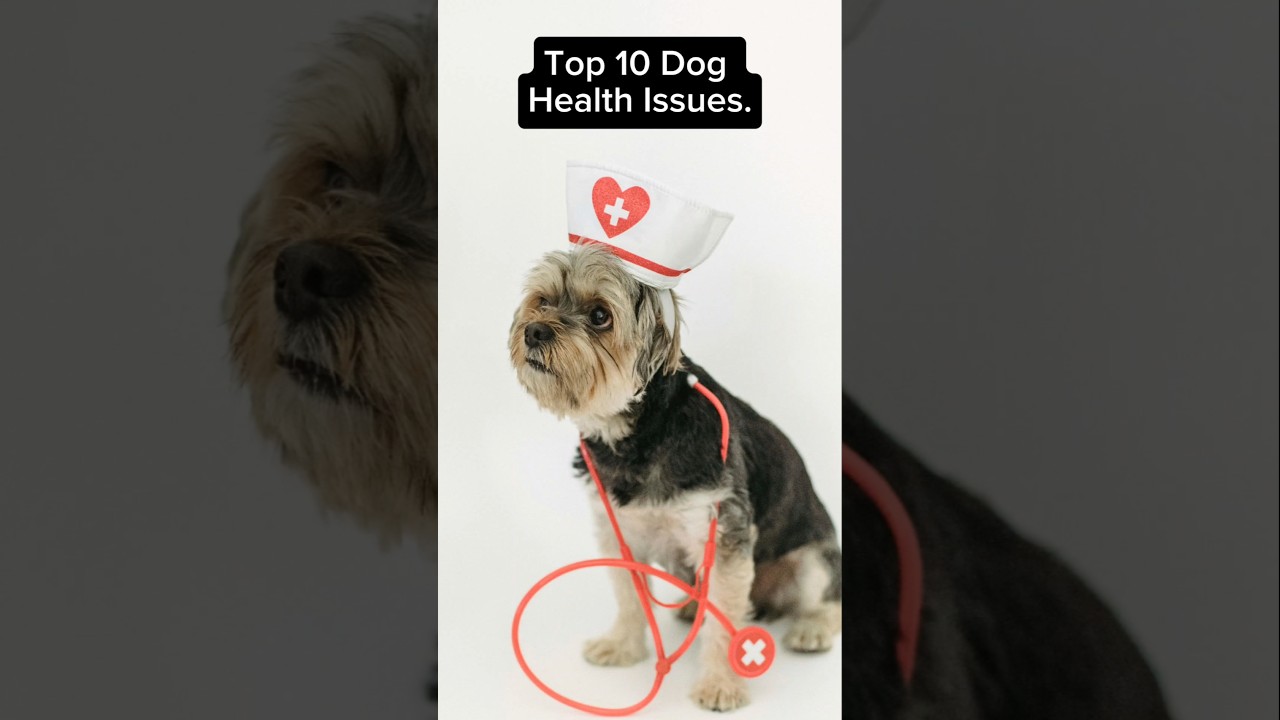 Top 10 Common Health Issues in Dogs. 