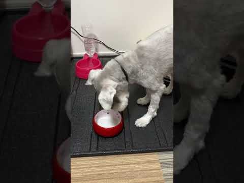 【ASMR】ポリポリごはんを食べる犬＃shorts