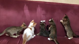 Dangerous Kitten Gang Unleash their Wrath