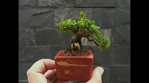 Những clip bonsai triệu view #shorts bonsai mini sưu tầm