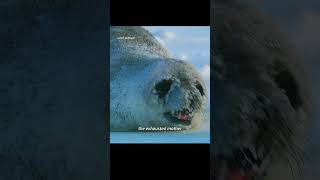 In temperatures of minus forty degrees, this newborn seal is nearly frozen stiff. #animals