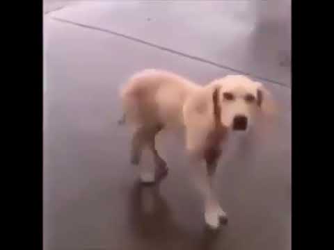 Παρακολούθηση A brutal bliss beyond this empty defeat στο YouTube Παρακολούθηση A brutal bliss beyond this empty defeat στο YouTube