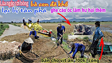 NƯỚC LŨ lên cao lúa ngập tới bông đã khổ,ghe cào ốc còn phá thêm bà con mất trắng nợ tiền VẬT TƯ