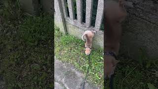 Chihuahua Dog Stands on Front Legs While Taking Care of Its Business