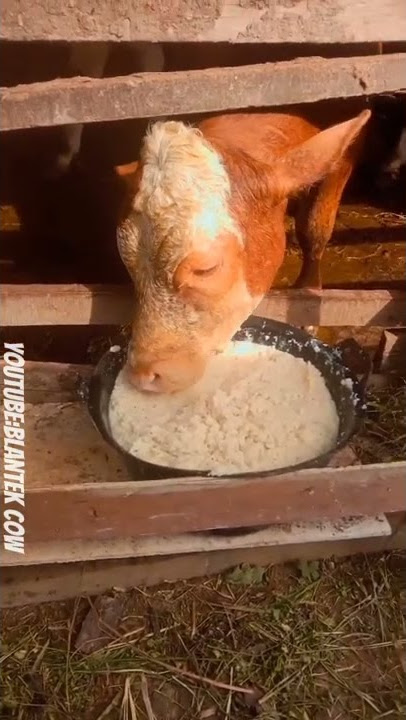 Story wa peternak sapi//curhatan//cocokbuatstory//30detik