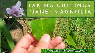 Taking Cuttings of 'Jane' Magnolia  Propagating a Deciduous Magnolia
