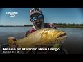 Pescamos Dorados en Rancho Pelo Largo! - Episodio 2