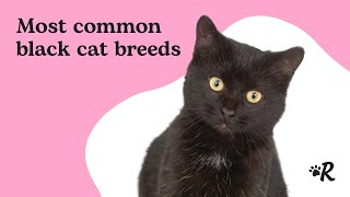 Top 11 Beautiful Black Cat Breeds