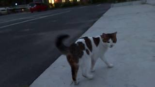 夕暮れ時の道の駅で出会った野良猫、膝の上に乗ってきて手をペロペロし始めた
