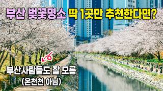 온천천산책로 영상